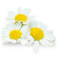 �f�C�W�[