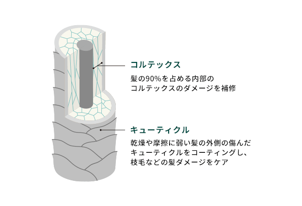 コルテックス 髪の90%を占める内部のコルテックスのダメージを補修 / キューティクル 乾燥や摩擦に弱い髪の外側の傷んだキューティクルをコーティングし、枝毛などの髪ダメージをケア