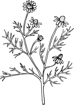CAMOMAIlE