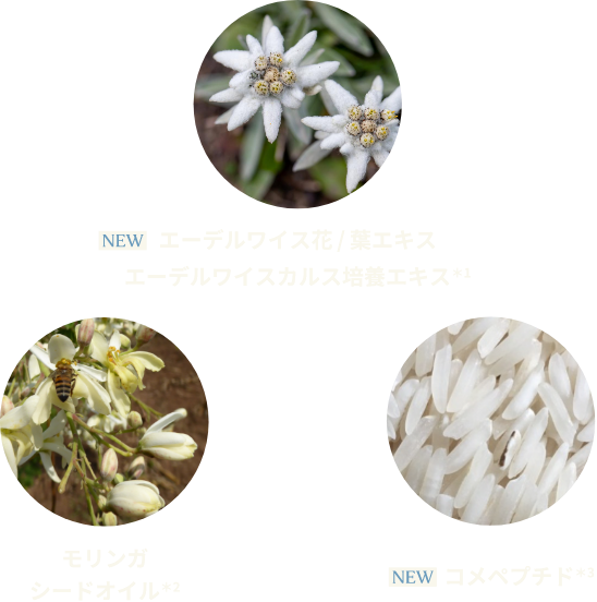 エーデルワイスシリーズ特集ページ The Body Shop ザボディショップ
